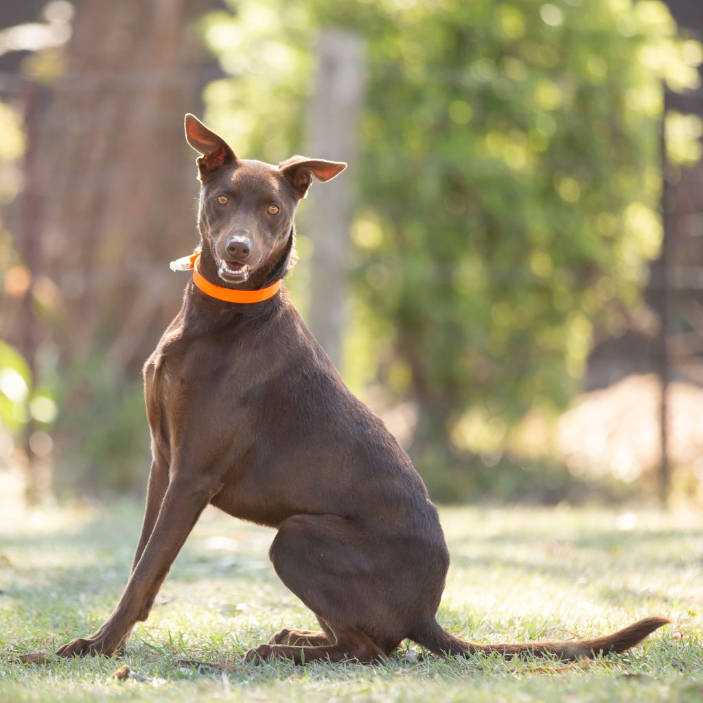 Skippy