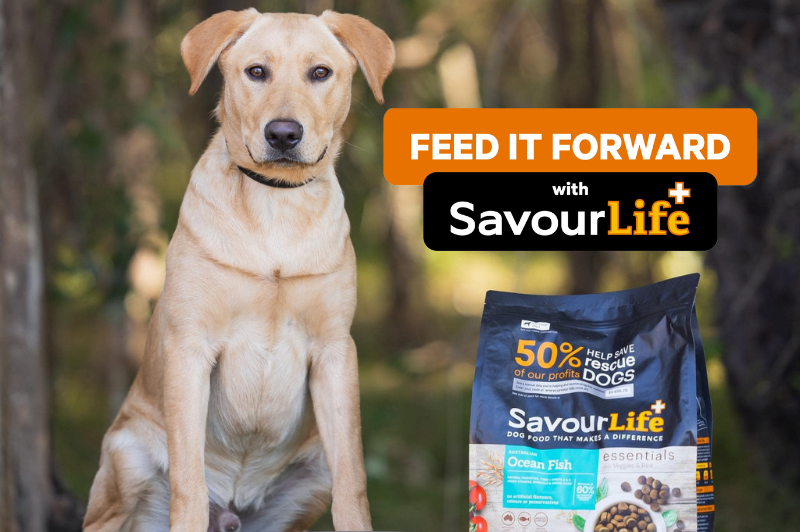 Feed It Forward Campaign